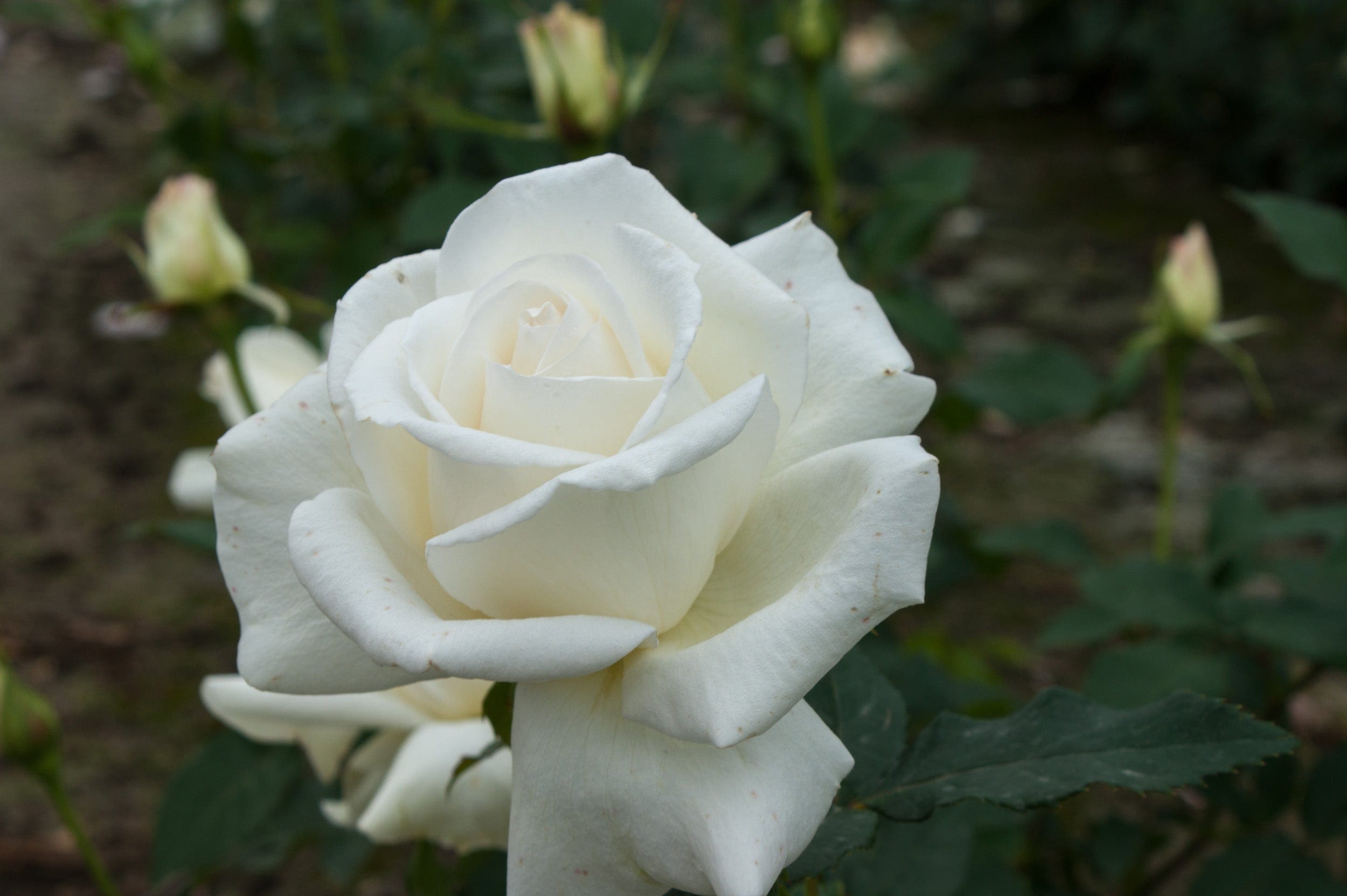 Rose 'Karen Blixen™'